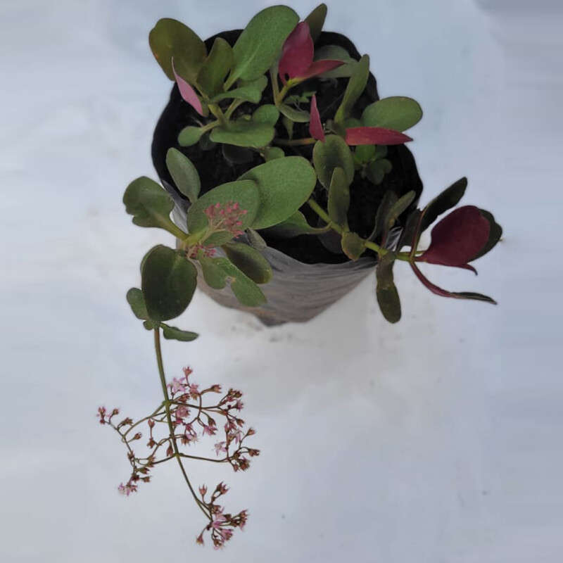 Crassula multicava (Fairy crassula)