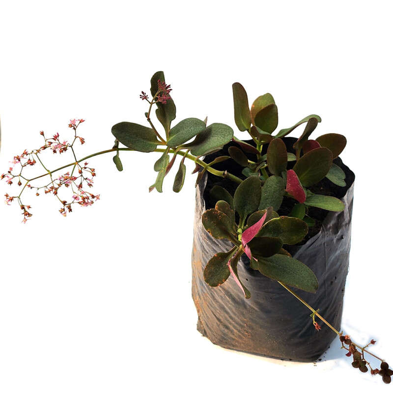Crassula multicava (Fairy crassula)