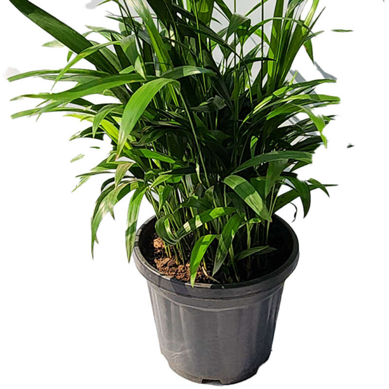 Areca Palm (Dypsis lutescens)