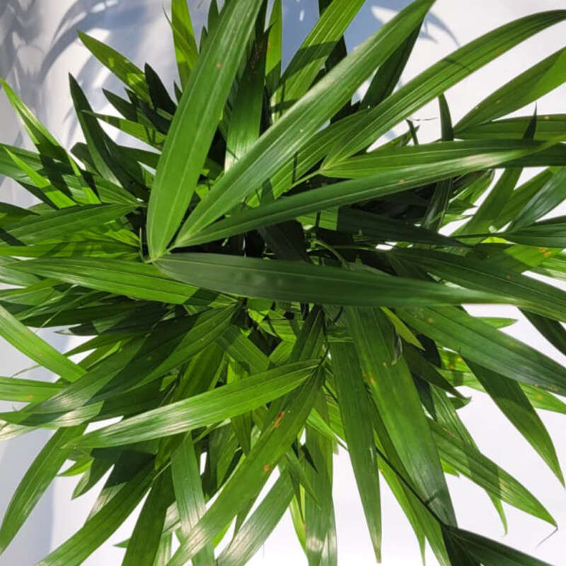 Areca Palm (Dypsis lutescens)