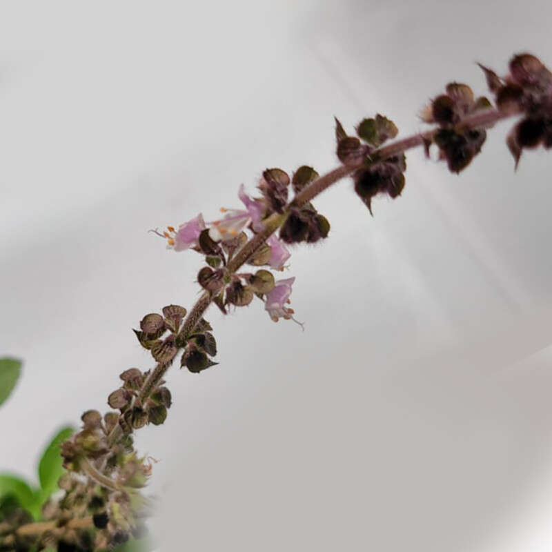 Holy Basil