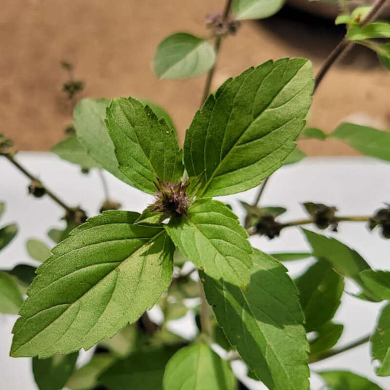 Holy Basil