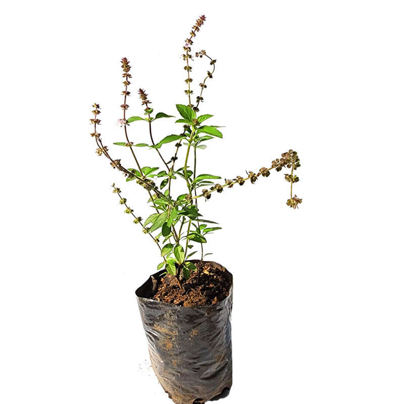 Holy Basil