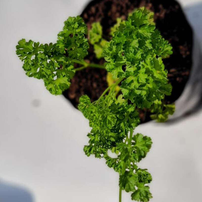 Parsley