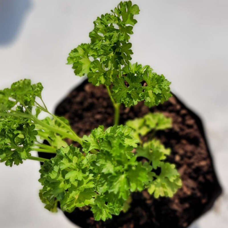 Parsley