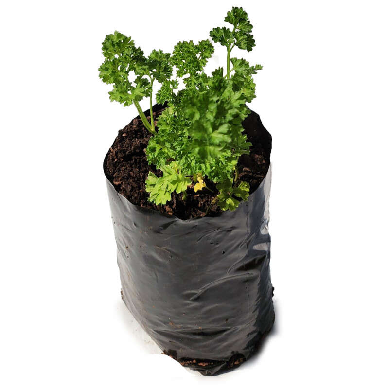 Parsley