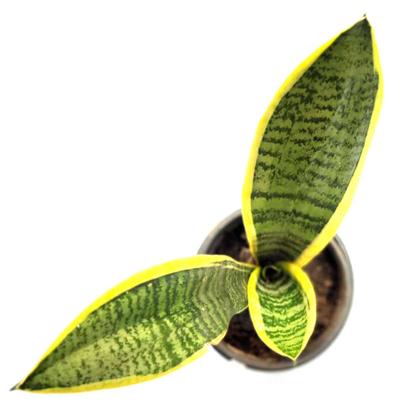 Sansevieria "Father's-in-Law Tongue (Aubrytiana)