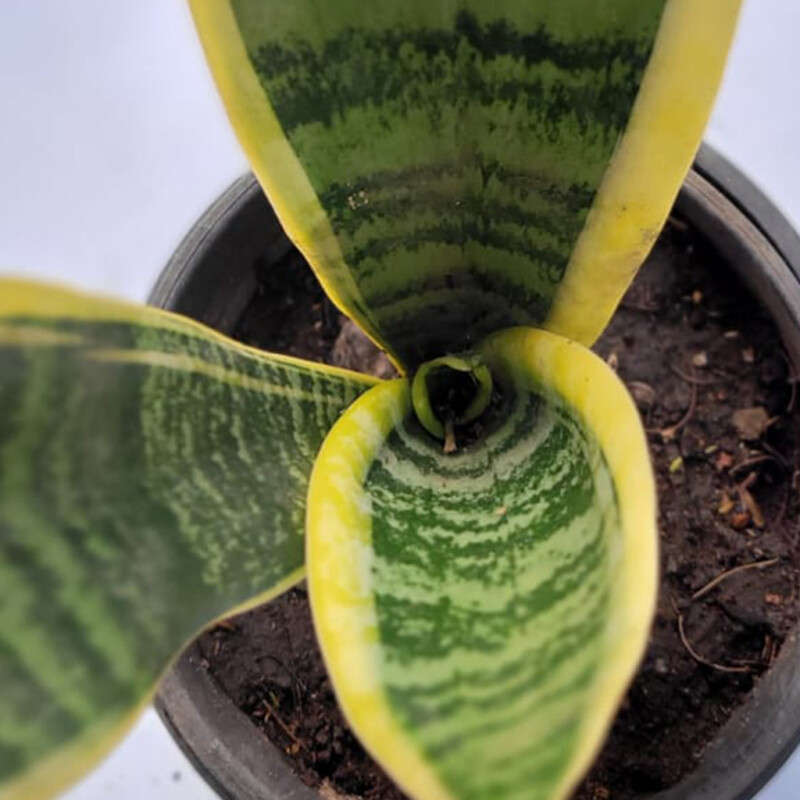 Sansevieria "Father's-in-Law Tongue (Aubrytiana)