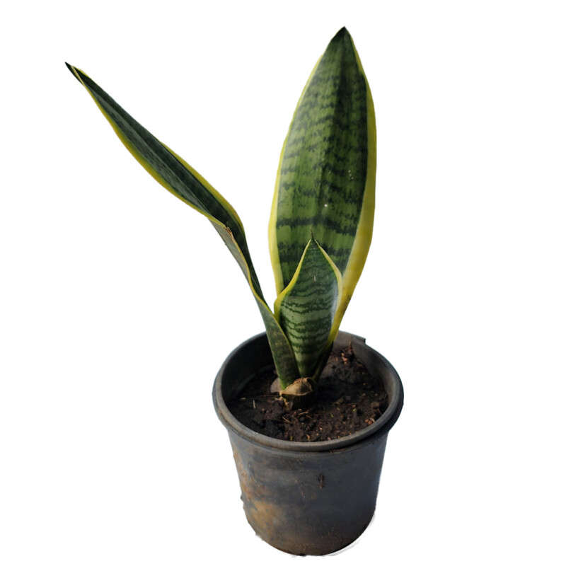 Sansevieria "Father's-in-Law Tongue (Aubrytiana)