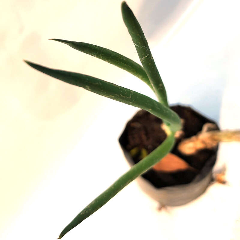 Spring Onion (Scallions)