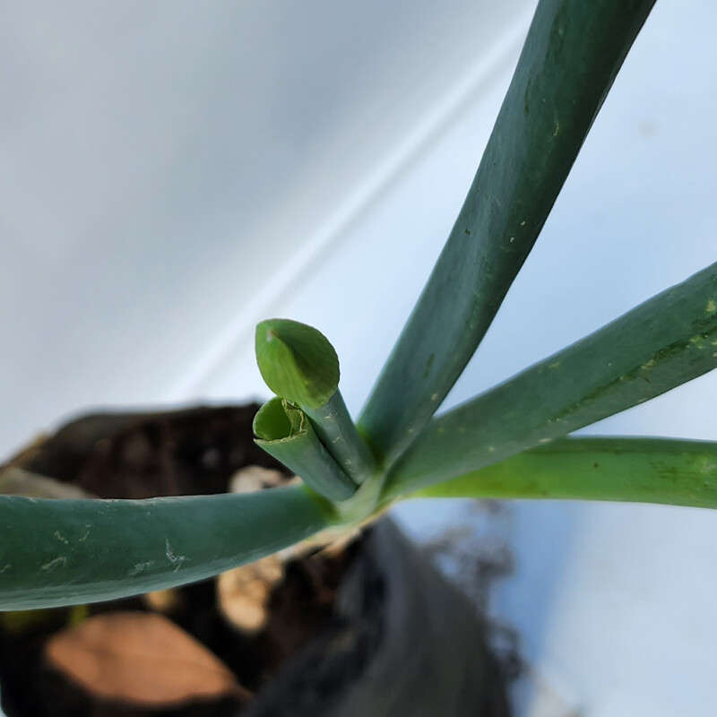 Spring Onion (Scallions)
