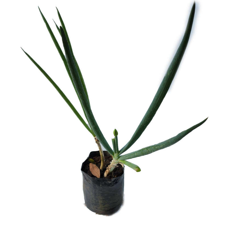 Spring Onion (Scallions)