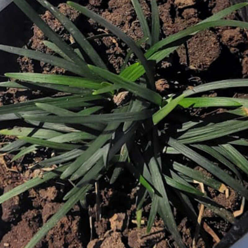 Mondo Grass (Dwarf)