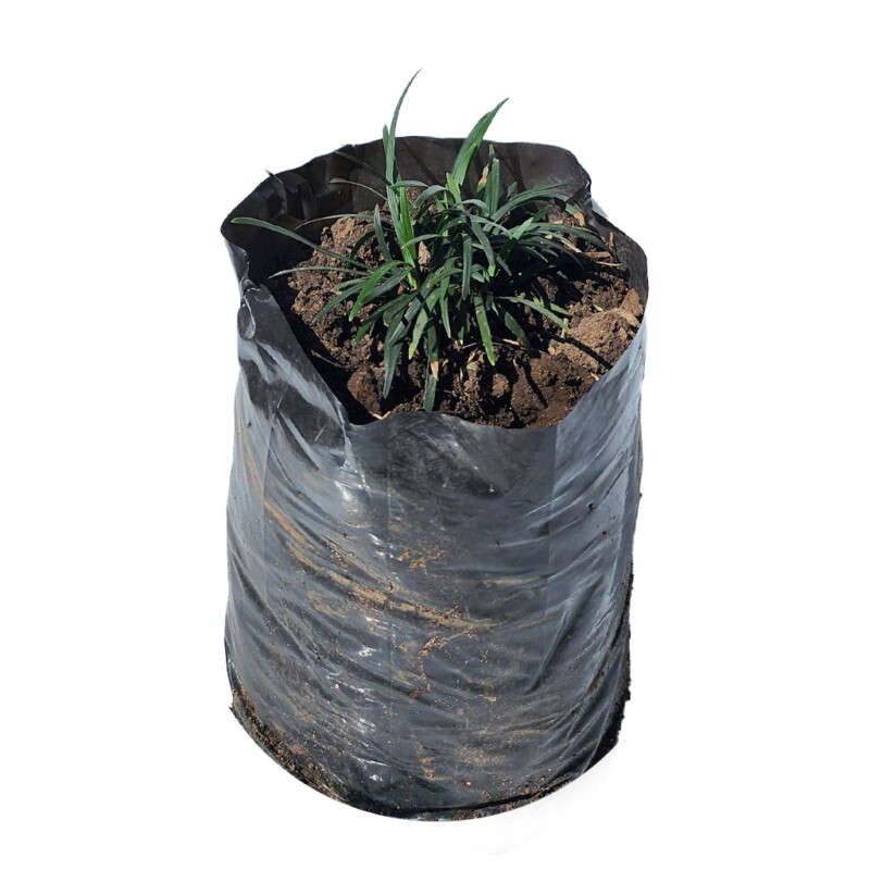 Mondo Grass (Dwarf)