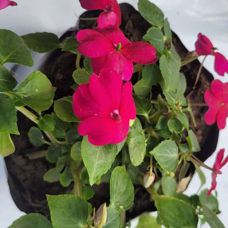 New Guinea Impatiens