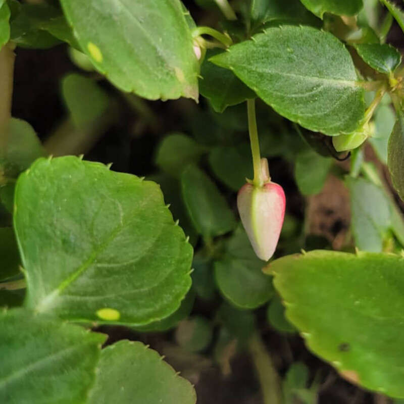 New Guinea Impatiens