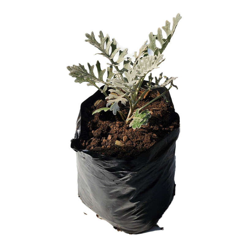 Senecio Cineraria (Dusty Miller)