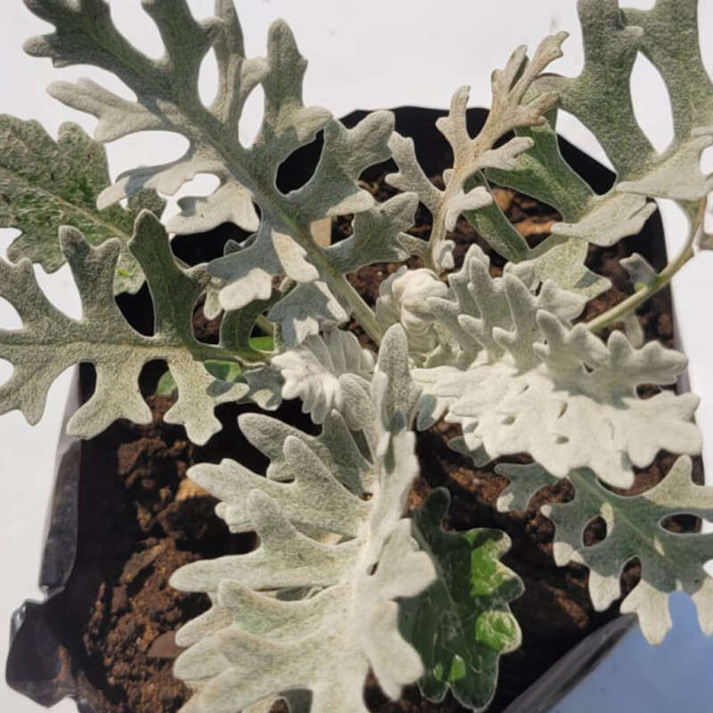 Senecio Cineraria (Dusty Miller)