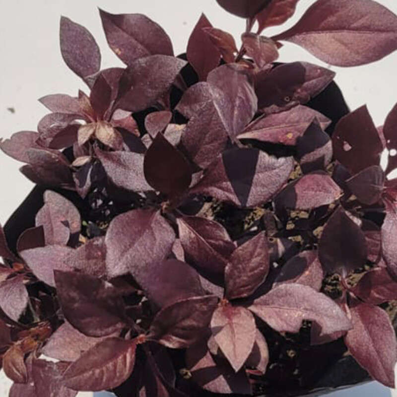 Alternanthera Rosea (Red)