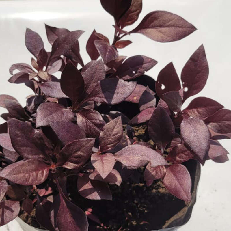 Alternanthera Rosea (Red)