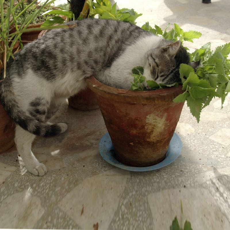 Palm Gardens Cat Nip Plant Seed To Catnip Seedling Home Grow Starter Kit