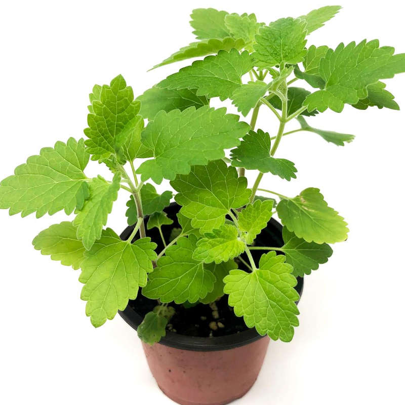 Palm Gardens Cat Nip Plant Seed To Catnip Seedling Home Grow Starter Kit