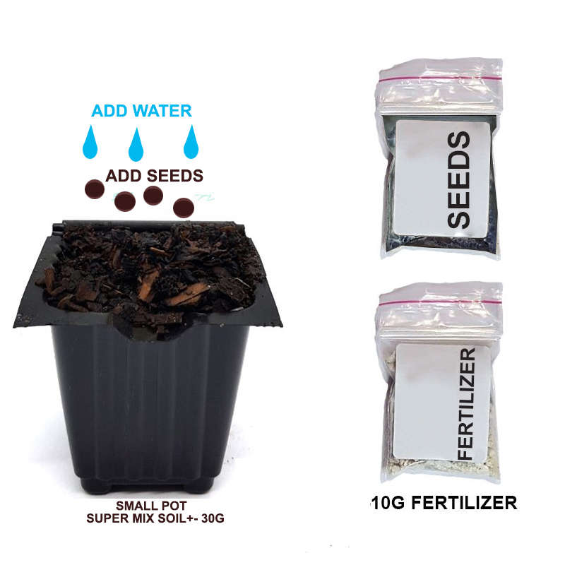 Palm Gardens Cat Nip Plant Seed To Catnip Seedling Home Grow Starter Kit