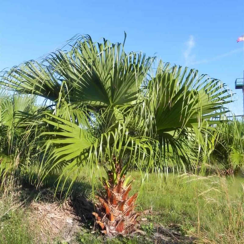 Chinese fan palm (Livistonia chinensis)