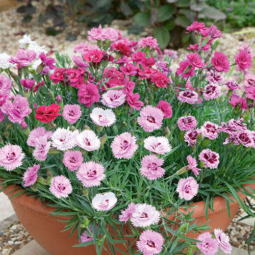 Dianthus Garden Pleasure