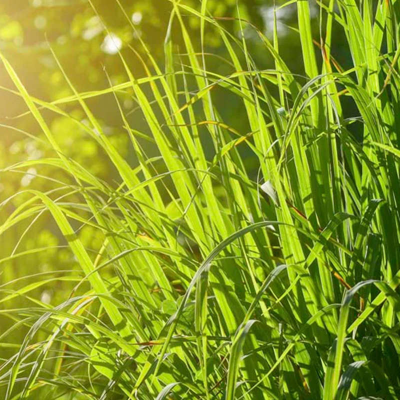 Palm Gardens Lemon Grass Plant Seed To Lemongrass Seedling Grow Starter Kit