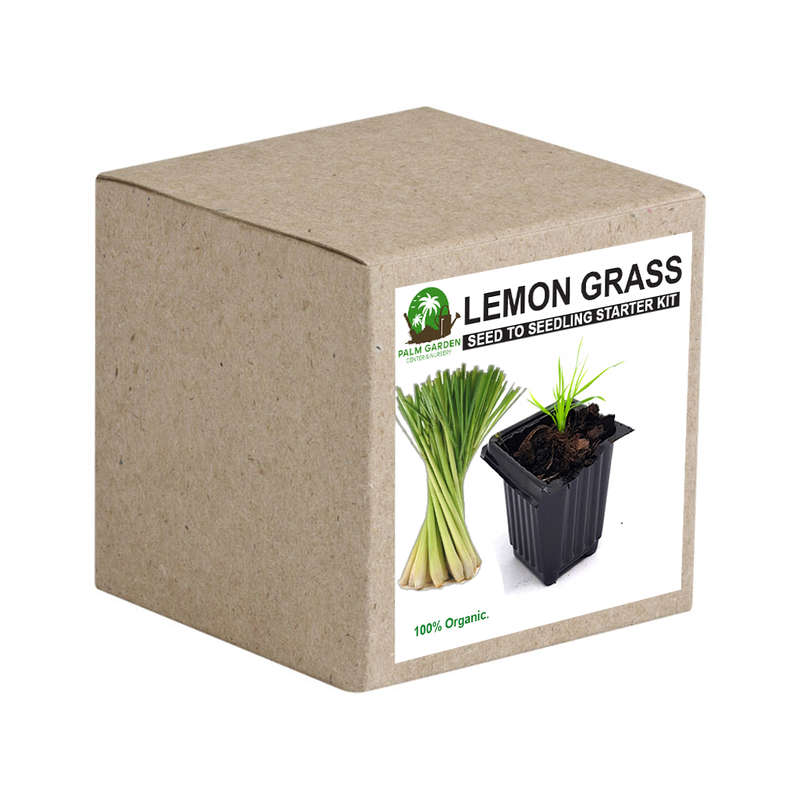 Palm Gardens Lemon Grass Plant Seed To Lemongrass Seedling Grow Starter Kit