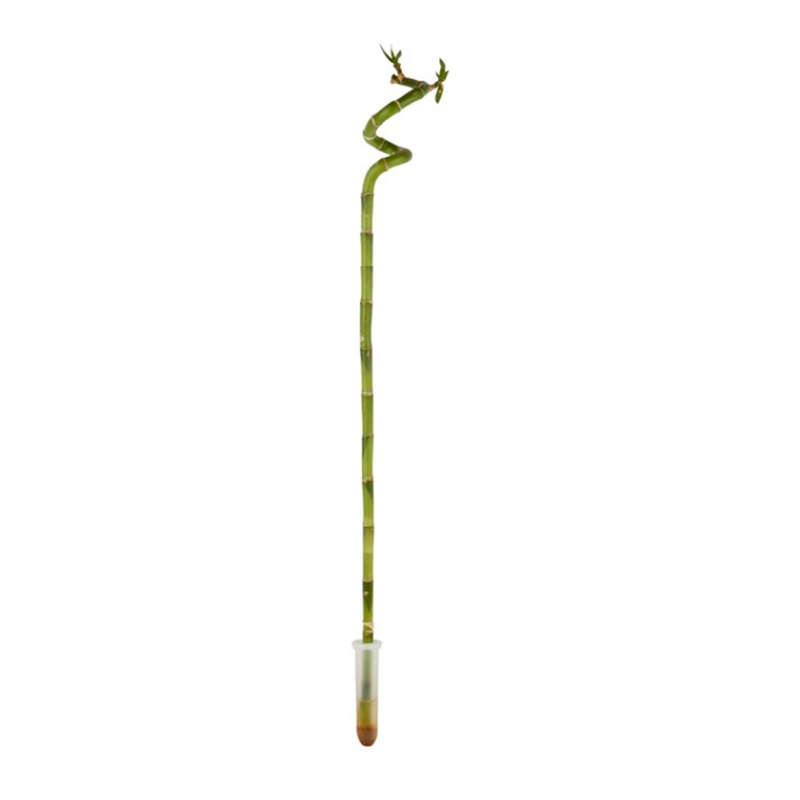 Chinese Lucky Bamboo Stems (Dracaena Sanderiana)