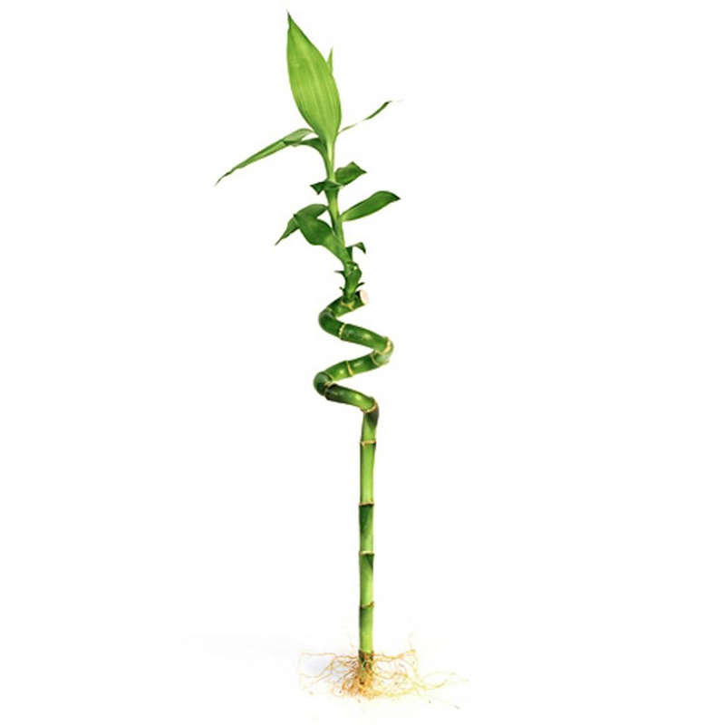 Chinese Lucky Bamboo Stems (Dracaena Sanderiana)