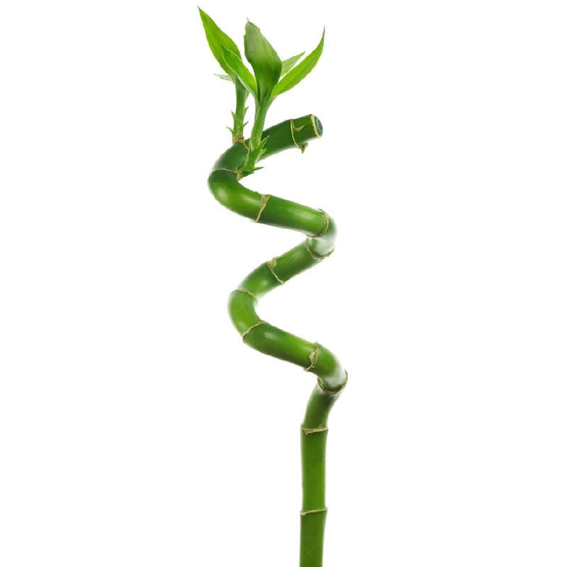 Chinese Lucky Bamboo Stems (Dracaena Sanderiana)