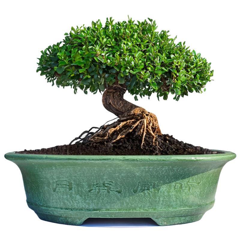Zen Bonsai