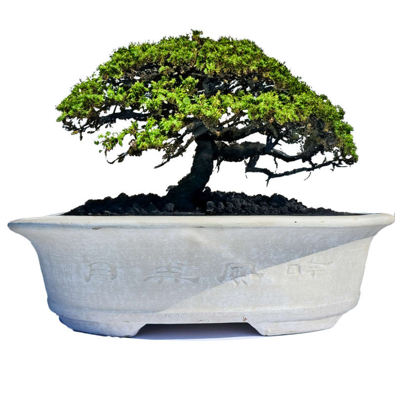 Zen Bonsai