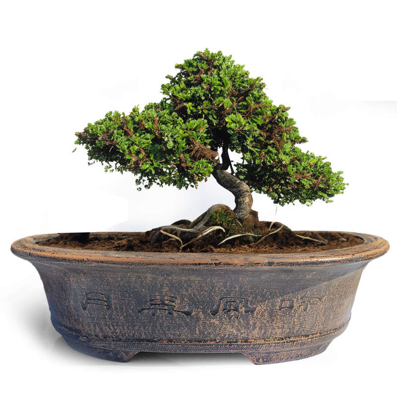 Zen Bonsai
