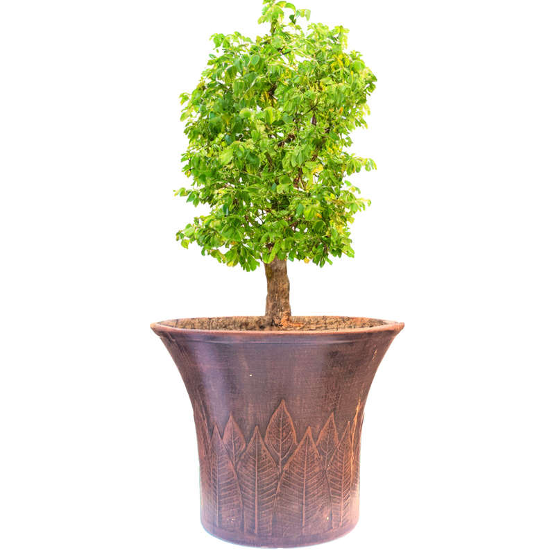 Apollo's Vase