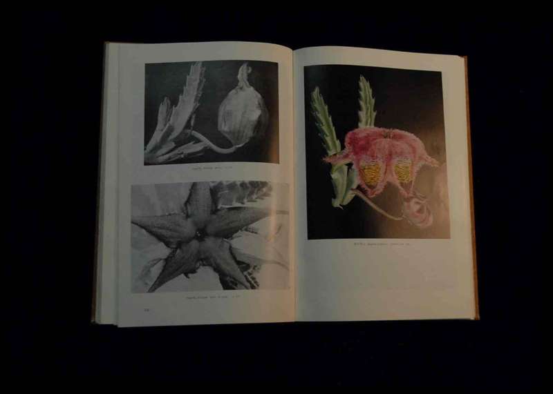 Die Stapelieae van Suidelike Afrika / The Stapelieae of Southern Africa - C.A. Luckhoff