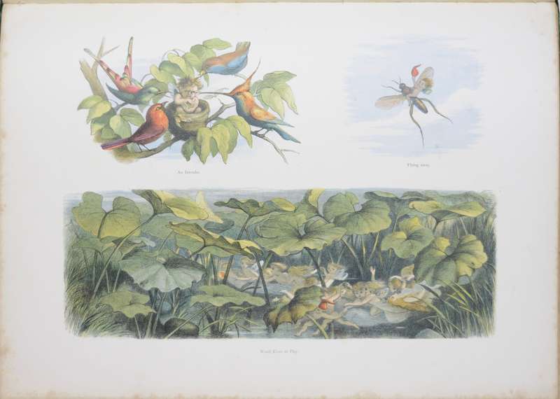 IN FAIRYLAND. A Series of Pictures from the Elf-World. - Doyle, Richard