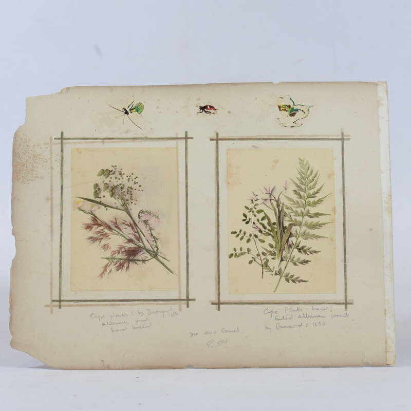 Original 19th Century Albumin Prints of Flora and The Great Comet of 1882 - Barnard, Samuel Bayli...