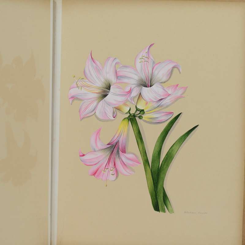 A 19th Century Album of Cape Botanical Watercolours. - Pattison, Emily Ellen (nee Dixie)