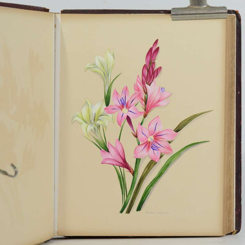 A 19th Century Album of Cape Botanical Watercolours. - Pattison, Emily Ellen (nee Dixie)