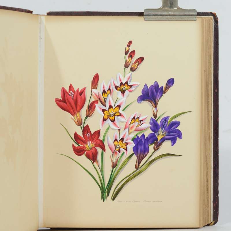 A 19th Century Album of Cape Botanical Watercolours. - Pattison, Emily Ellen (nee Dixie)