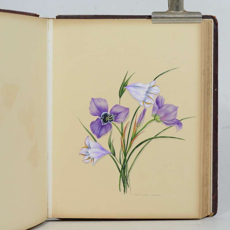 A 19th Century Album of Cape Botanical Watercolours. - Pattison, Emily Ellen (nee Dixie)