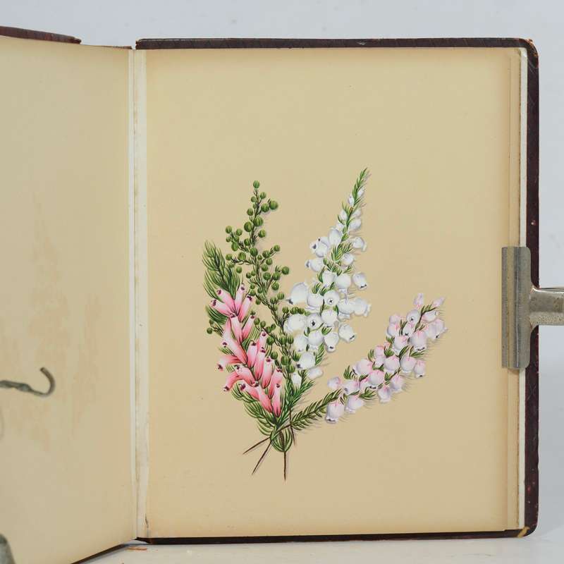 A 19th Century Album of Cape Botanical Watercolours. - Pattison, Emily Ellen (nee Dixie)