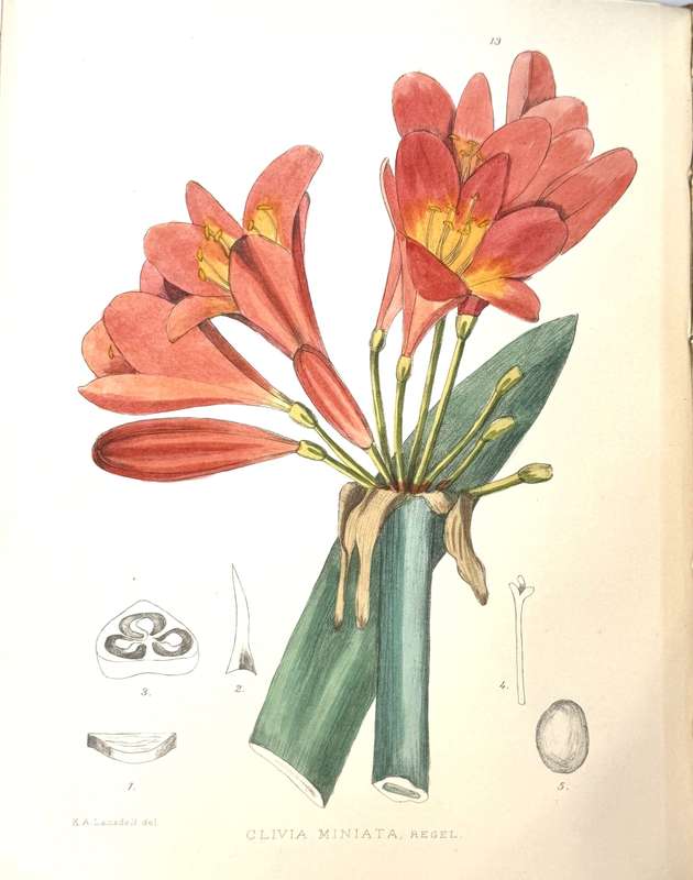 The Flowering Plants of South Africa. Volumes 1 - 26. 1040 hand-coloured botanical plates - Pole ...