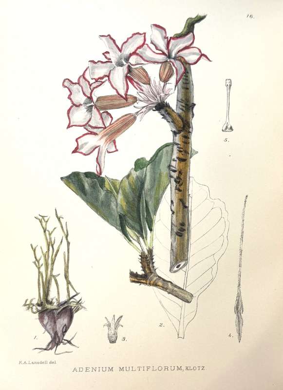 The Flowering Plants of South Africa. Volumes 1 - 26. 1040 hand-coloured botanical plates - Pole ...