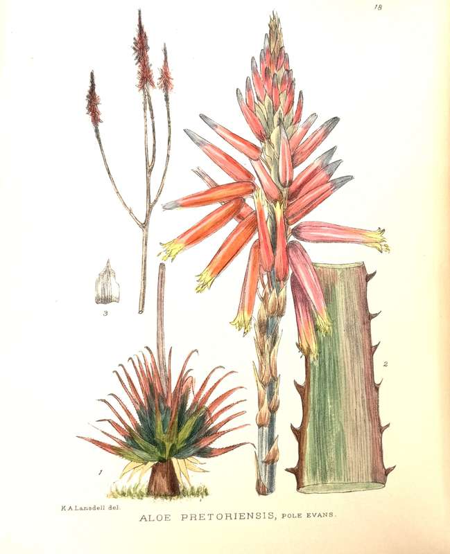 The Flowering Plants of South Africa. Volumes 1 - 26. 1040 hand-coloured botanical plates - Pole ...