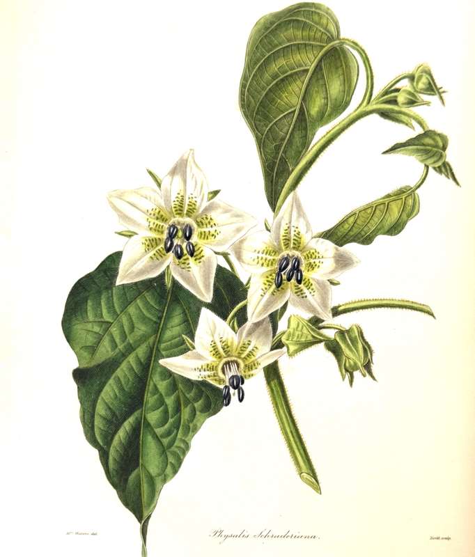 The Botanist; Containing Accurately Coloured Figures, of Tender and Hardy Ornamental Plants; with...
